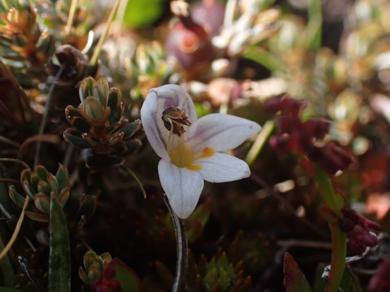 Euphrasia dyeri, photographed by Paul Bell-Butler