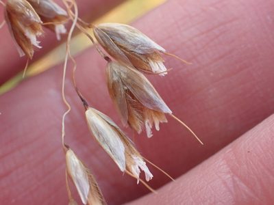 Anthoxanthum redolens