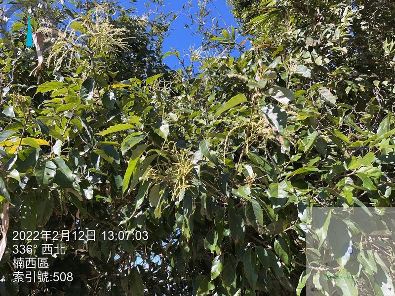 Castanopsis formosana, photographed by 謝麗霦