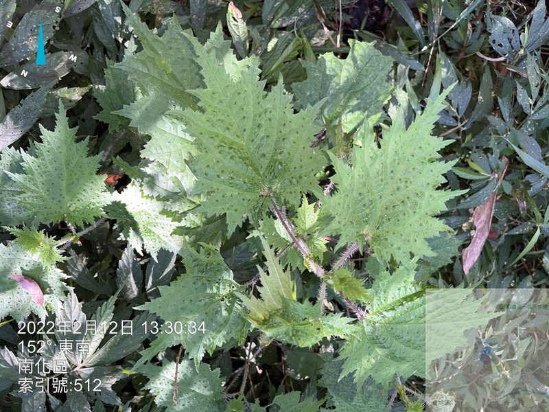 Urtica thunbergiana, photographed by 謝麗霦