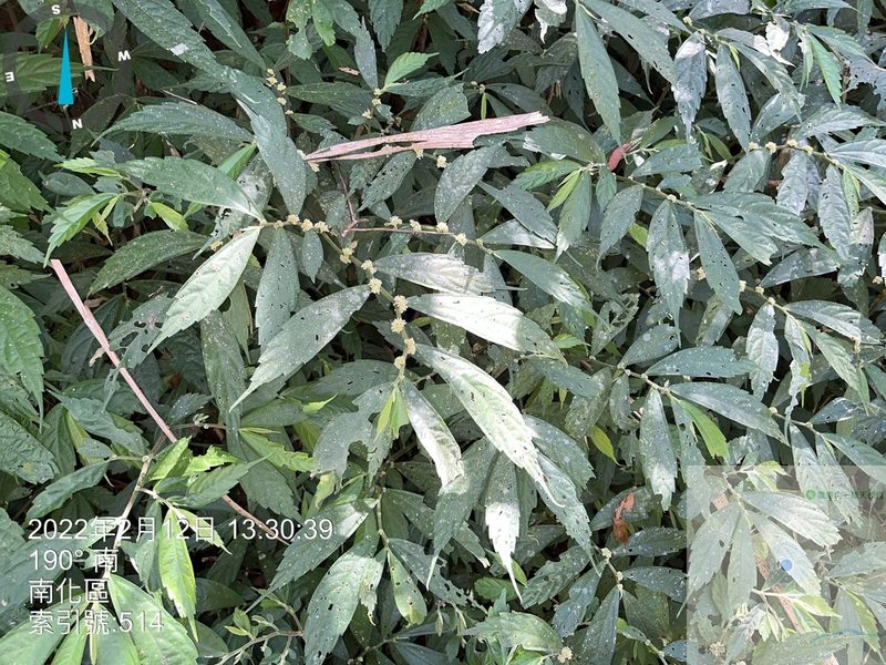 Elatostema lineolatum, photographed by 謝麗霦