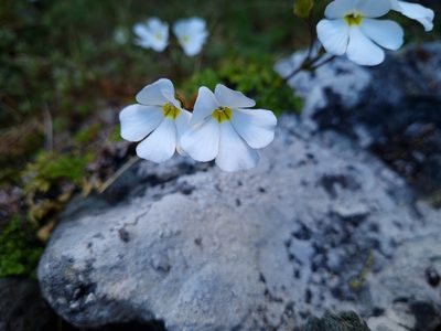 Ourisia caespitosa, photographed by gnapp