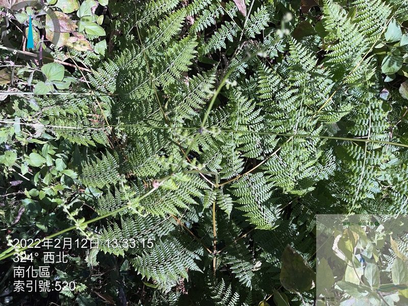 Monachosorum henryi, photographed by 謝麗霦