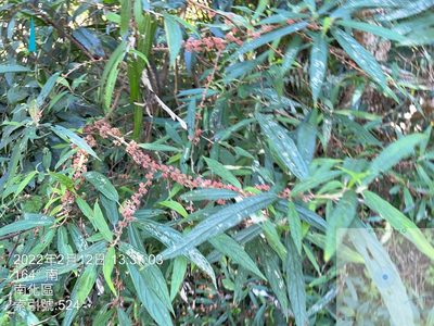 Debregeasia orientalis, photographed by 謝麗霦