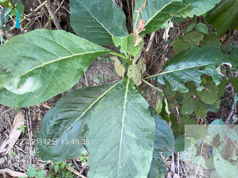 Trichodesma calycosum, photographed by 謝麗霦