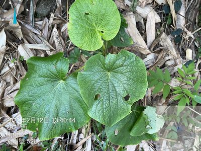 Piper umbellatum, photographed by 謝麗霦