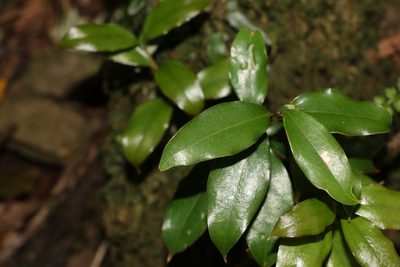 Ripogonum brevifolium, photographed by Greg Tasney