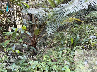 Sphaeropteris lepifera, photographed by 謝麗霦