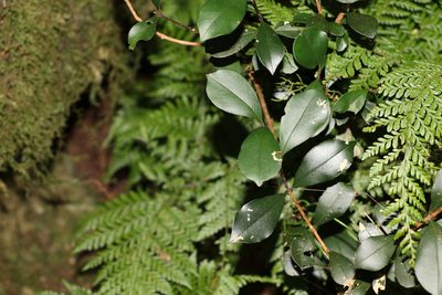 Syzygium smithii, photographed by Greg Tasney