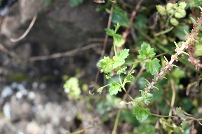 Veronica plebeia, photographed by Greg Tasney
