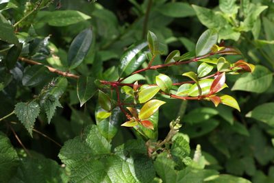 Syzygium australe, photographed by Greg Tasney