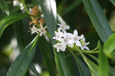 Myoporum betcheanum, photographed by Greg Tasney
