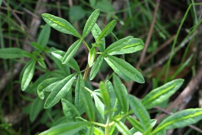 Zieria smithii, photographed by Greg Tasney