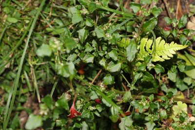 Chenopodium robertianum, photographed by Greg Tasney