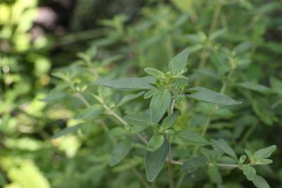 Prostanthera ovalifolia, photographed by Greg Tasney