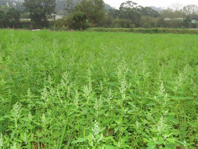 Chenopodium ficifolium, photographed by chiuluan