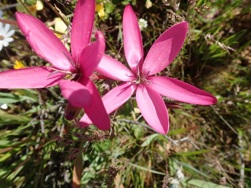 Hesperantha pauciflora, photographed by Peter Warren