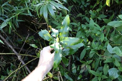 Lomatia arborescens, photographed by Greg Tasney
