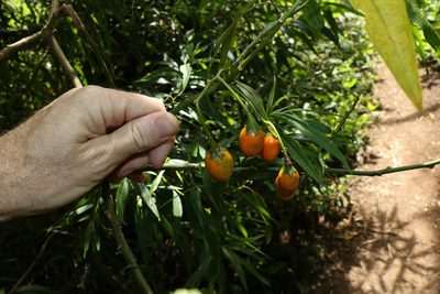 Solanum aviculare, photographed by Greg Tasney