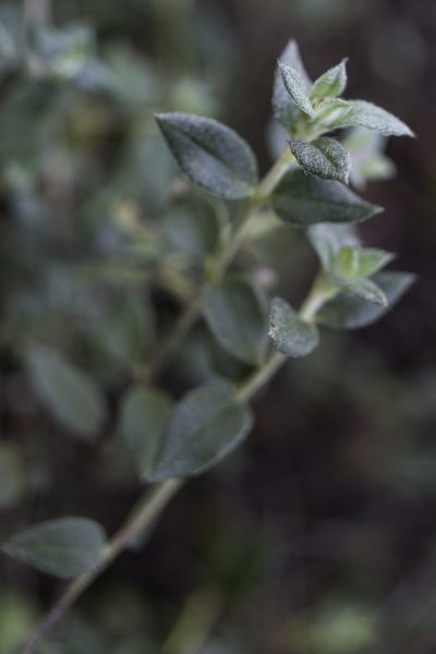 Helianthemum marifolium, photographed by Tim Johnson