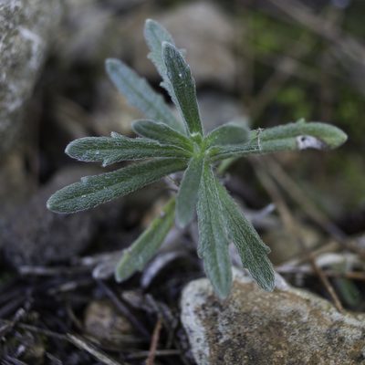 Ajuga iva, photographed by Tim Johnson