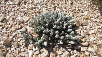 Gibbaeum pubescens, photographed by James Deacon