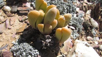 Antegibbaeum fissoides, photographed by James Deacon