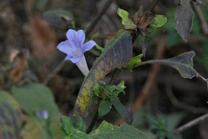 Barleria terminalis, photographed by Dinesh Valke