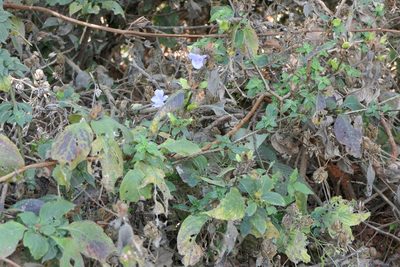 Barleria terminalis, photographed by Dinesh Valke