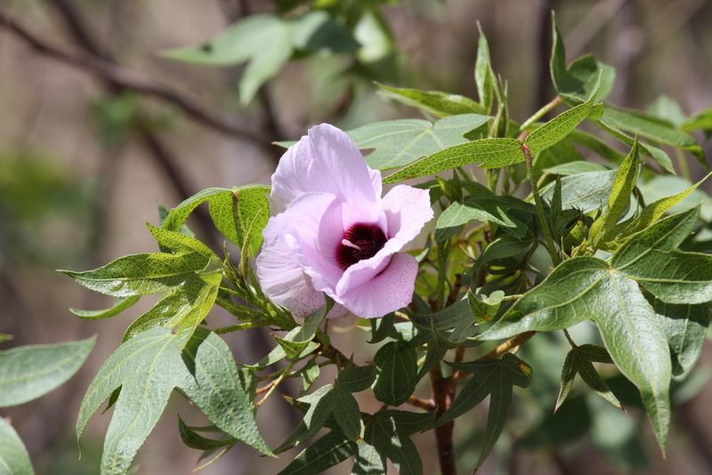 Gossypium robinsonii, photographed by Hugo Innes