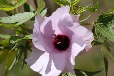 Gossypium robinsonii, photographed by Hugo Innes