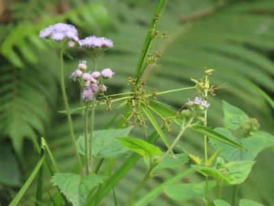 Scirpus ternatanus, photographed by chiuluan