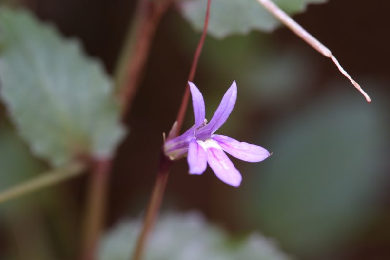 Lobelia arnhemiaca, photographed by Hugo Innes