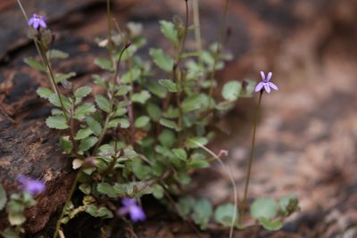 Lobelia arnhemiaca, photographed by Hugo Innes