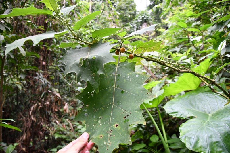 Solanum lasiocarpum, photographed by Иван Ковтун Ivan Kovtun