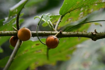 Solanum lasiocarpum, photographed by Иван Ковтун Ivan Kovtun