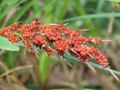 Carex baccans, photographed by chiuluan