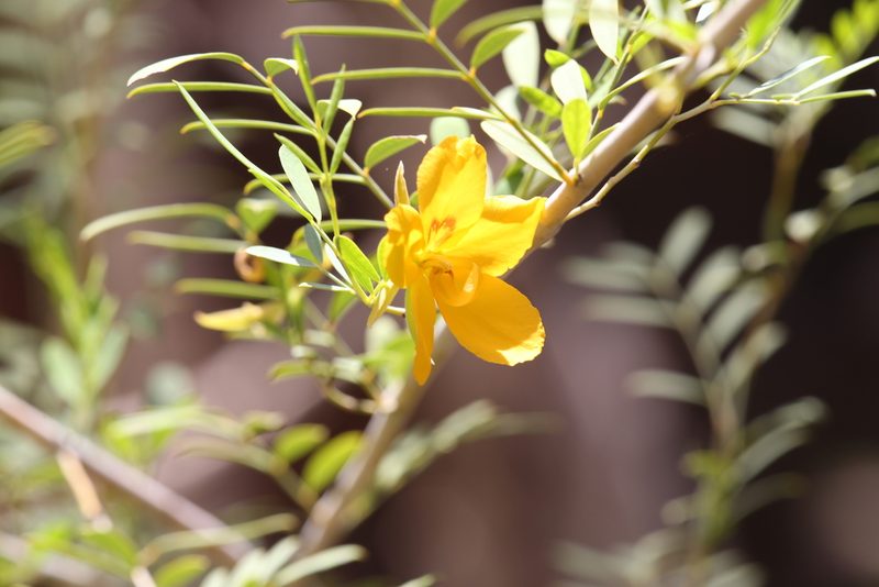 Petalostylis labicheoides, photographed by Hugo Innes