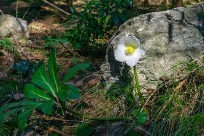 Helleborus niger, photographed by Philipp Pavelka
