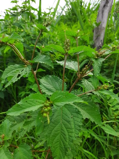 Croton hirtus, photographed by Paulo Nogueira