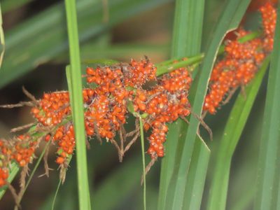 Carex baccans, photographed by chiuluan