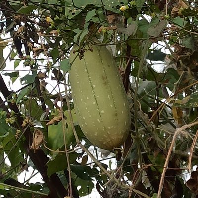 Luffa aegyptiaca, photographed by Rajanna