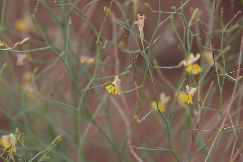 Goodenia lamprosperma, photographed by Hugo Innes