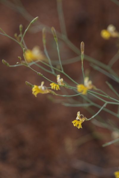 Goodenia lamprosperma, photographed by Hugo Innes