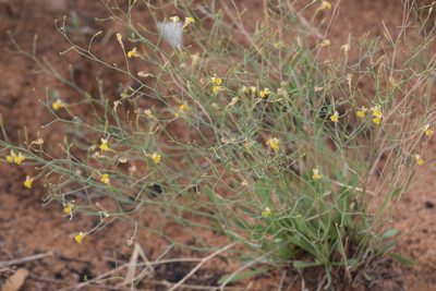 Goodenia lamprosperma, photographed by Hugo Innes