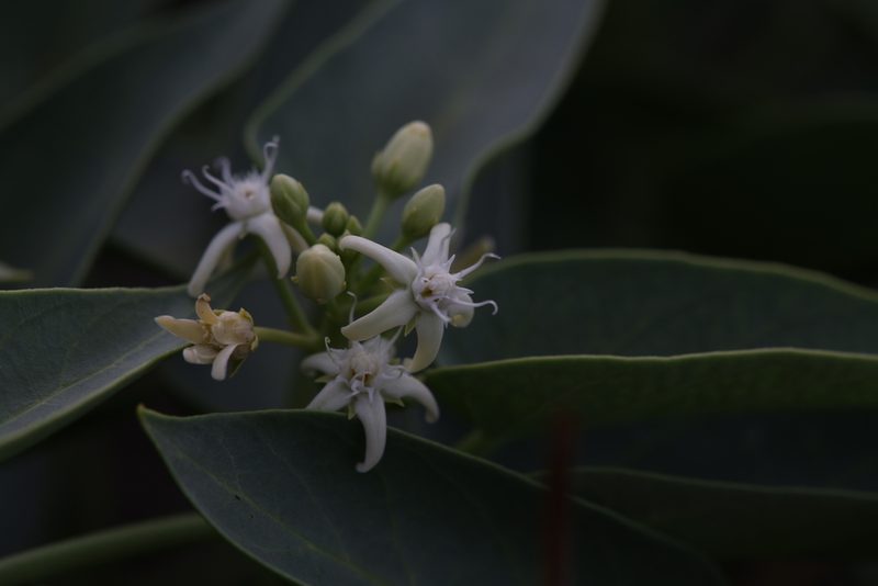 Cynanchum floribundum, photographed by Hugo Innes
