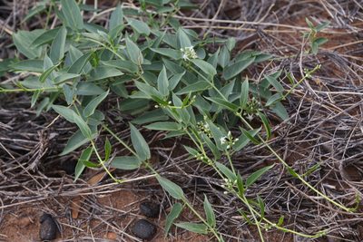 Cynanchum floribundum, photographed by Hugo Innes