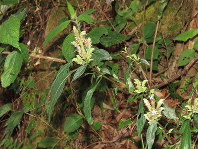 Lepidagathis formosensis, photographed by chiuluan