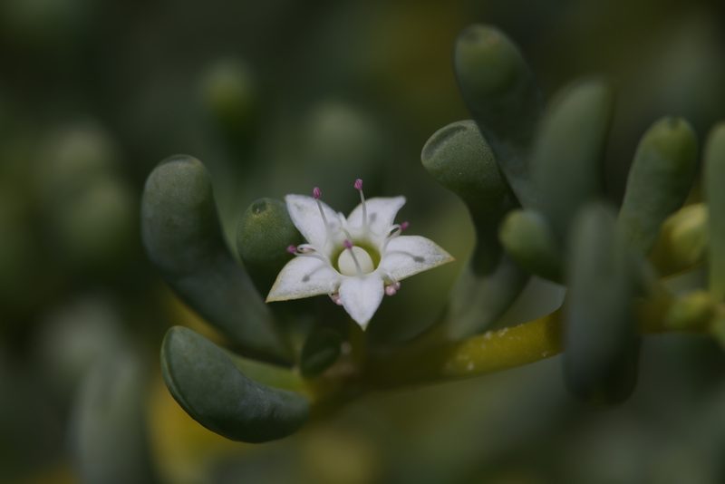 Trianthema turgidifolium, photographed by Hugo Innes