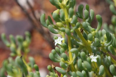 Trianthema turgidifolium, photographed by Hugo Innes